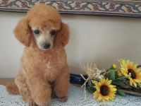 Bella