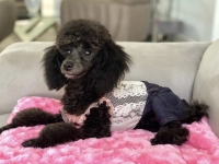 Pricilla