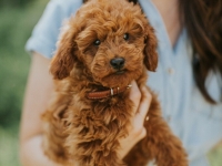 Roo