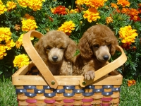 Toby and Jackson