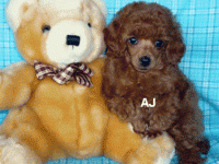 Puppy Teddy