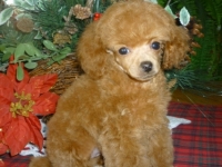 Autumn's Little Girl