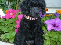 Cherry's Small Girl