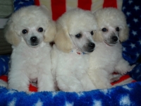 Gigi's Pups