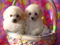 Gigi's Pups
