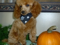 Penny's Boy