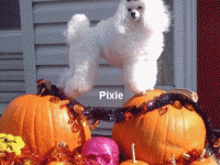 Pixie