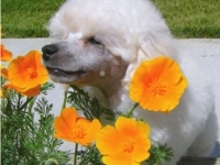 Smelling the Flowers