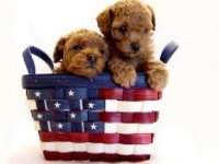 Stars Stripes