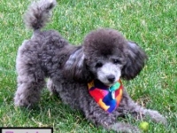 Tootsie