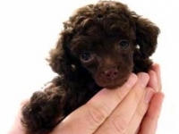 Very Cute
