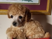wagon-of-cuteness