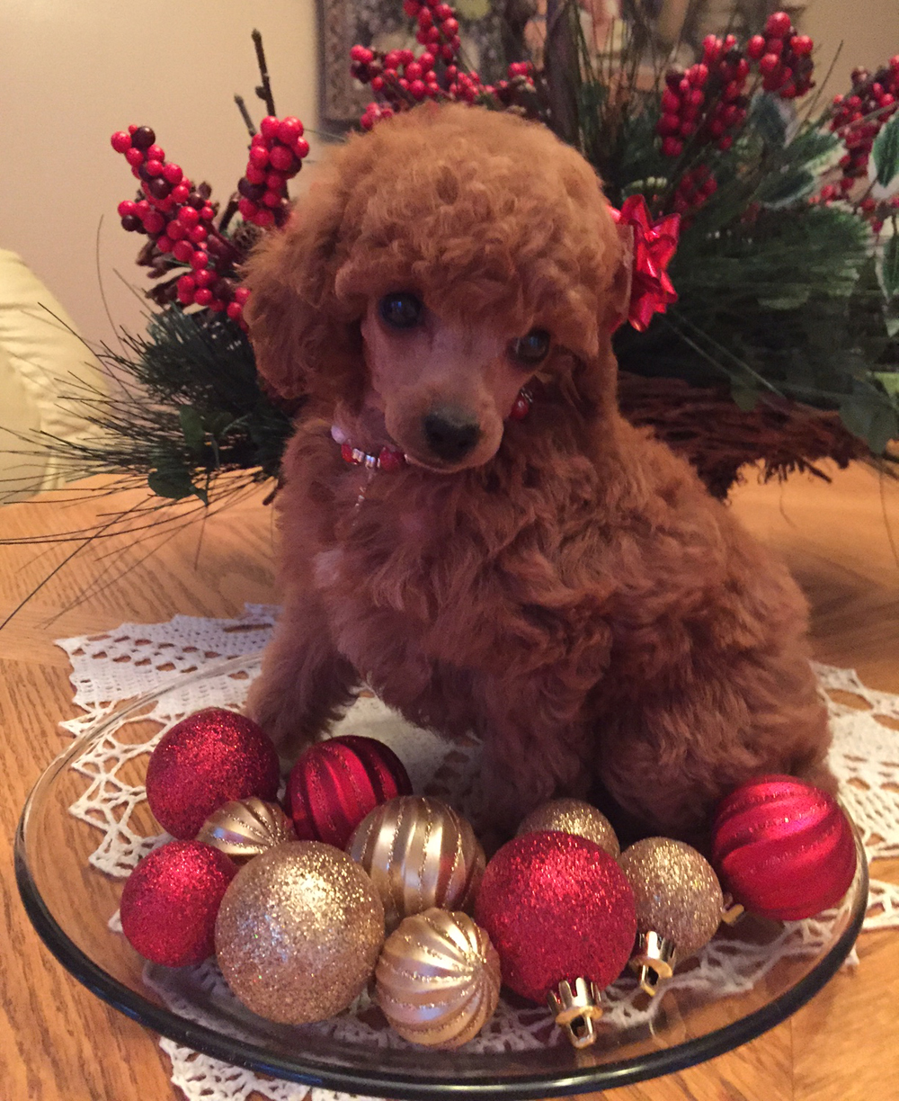 ruby miniature poodle